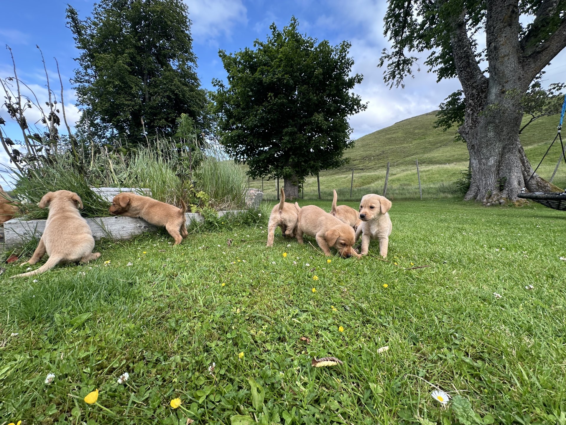 High quality labrador puppies for sale…viber me at.+639463422605