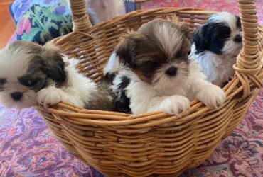 Two Adorable Male Shih Tzu Puppies Ready to Steal Your Heart!