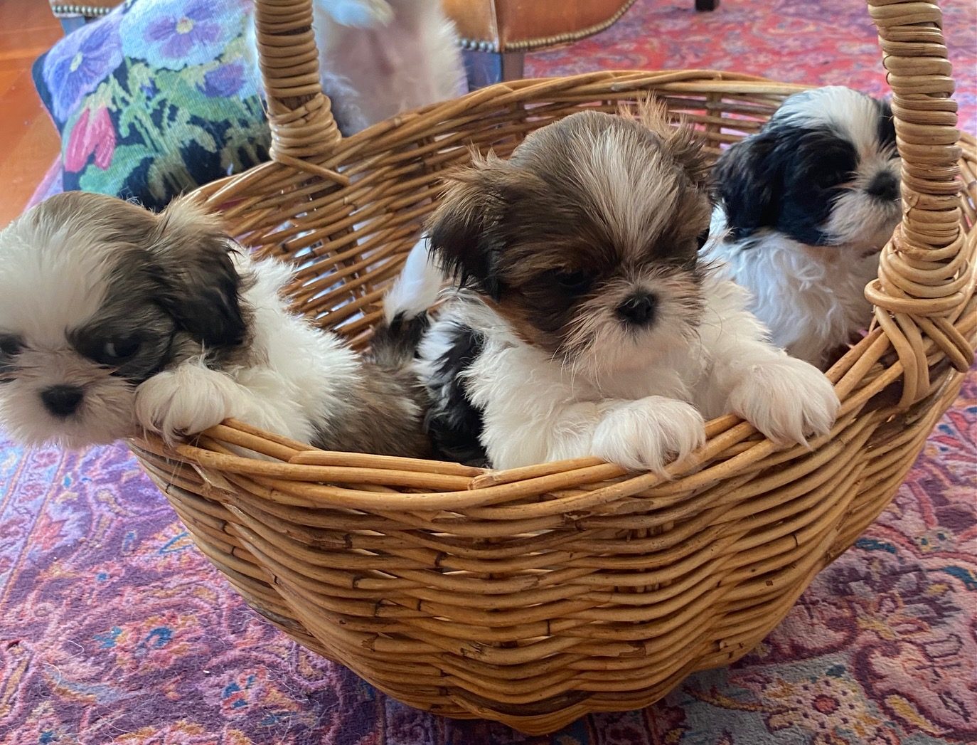 Two Adorable Male Shih Tzu Puppies Ready to Steal Your Heart!