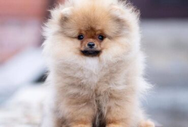 White & Brown  Pomeranian puppy 1 female 1 Male