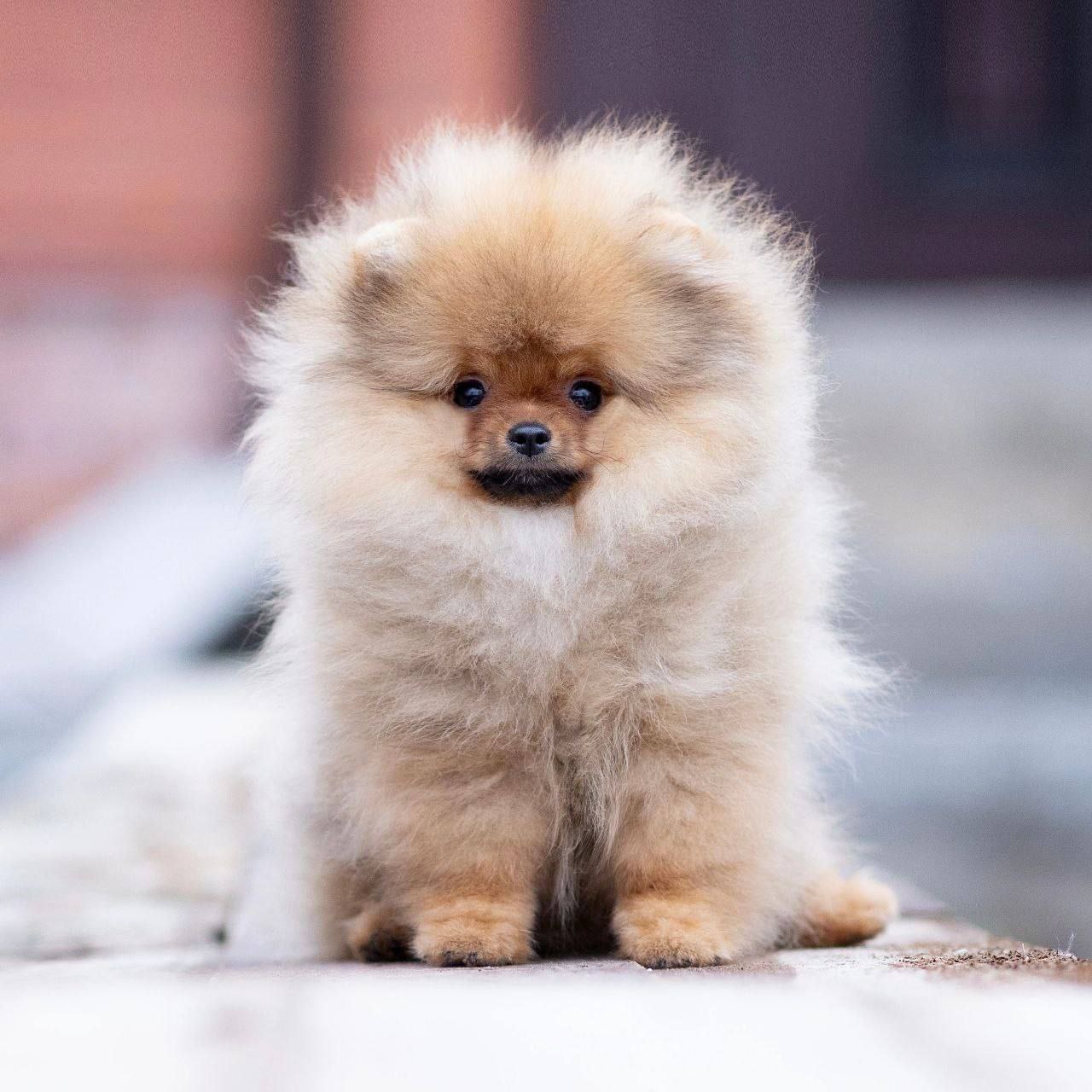 White & Brown  Pomeranian puppy 1 female 1 Male