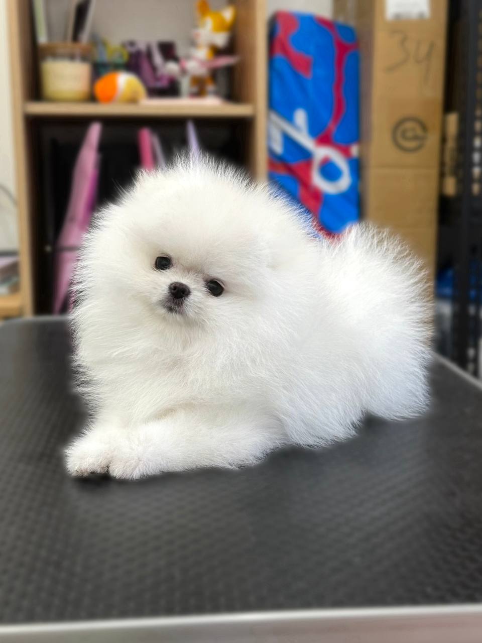 White Pomeranian puppy 1 female 1 Male