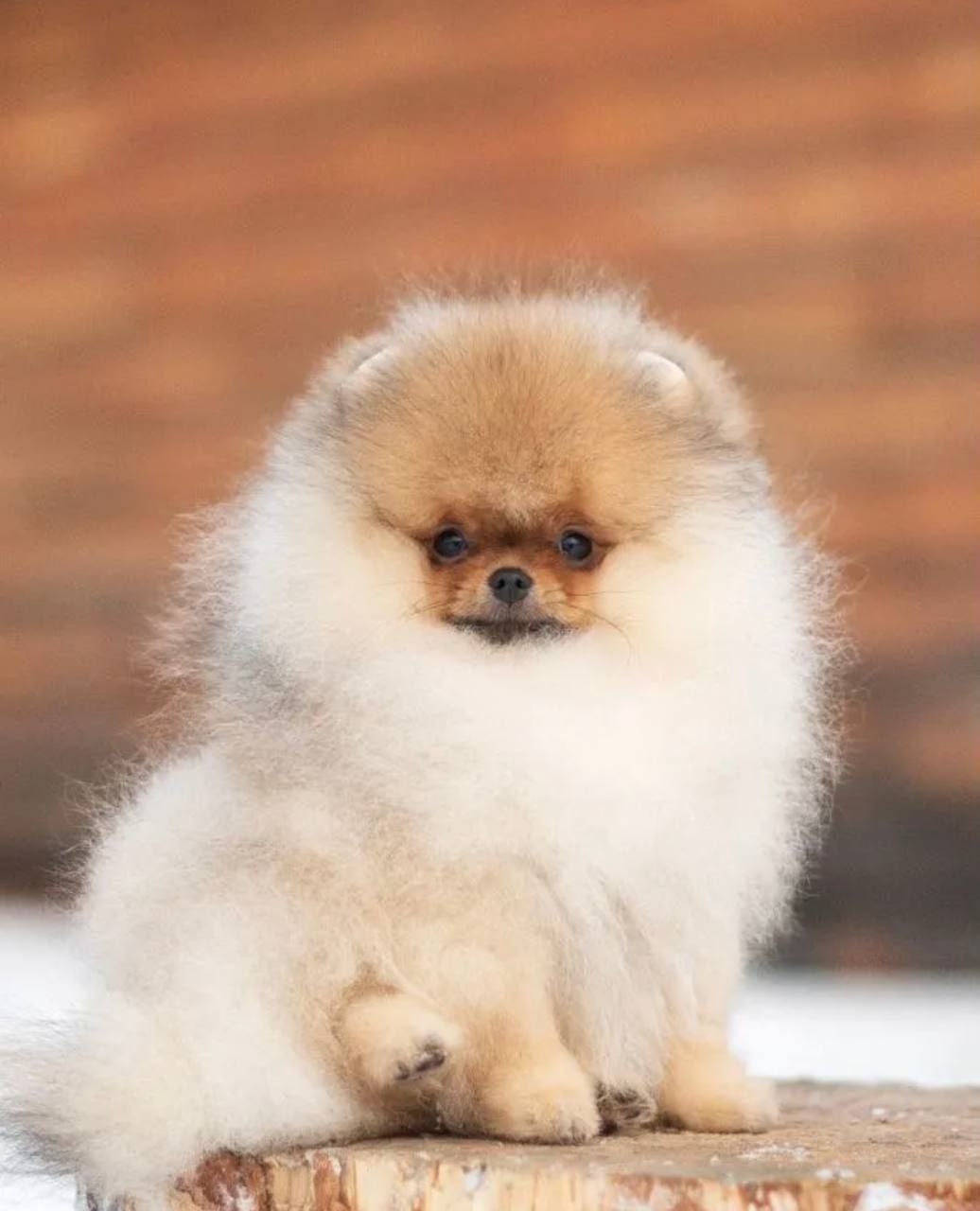 White & Brown  Pomeranian puppy 1 female 1 Male