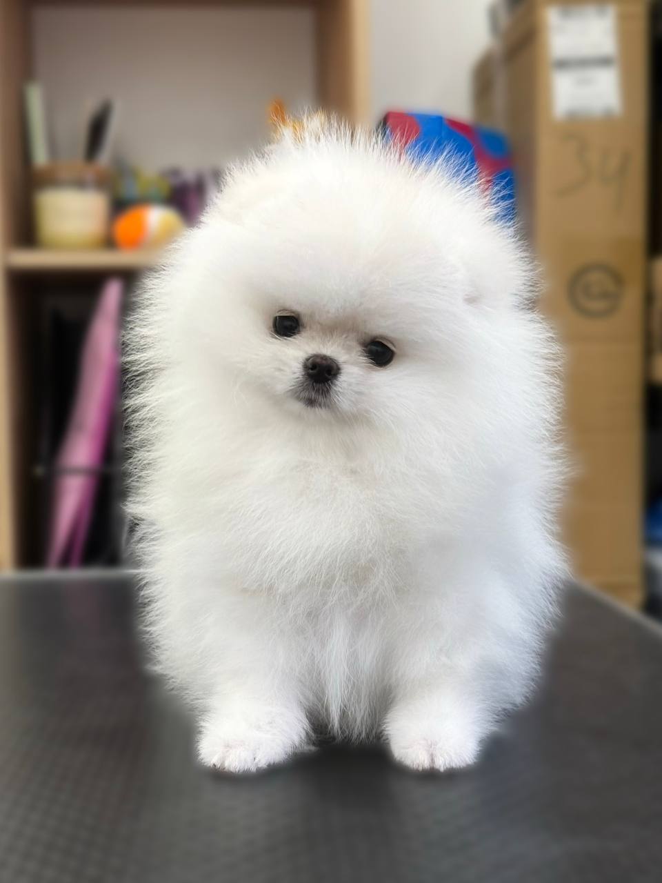 White & Brown  Pomeranian puppy 1 female 1 Male