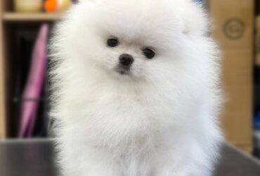 White Pomeranian puppy 1 female 1 Male