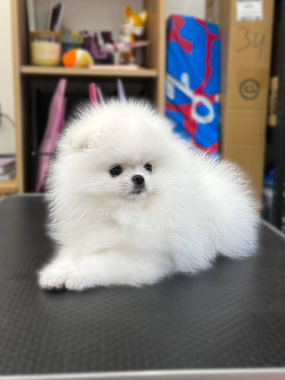 White Pomeranian puppy 1 female 1 Male