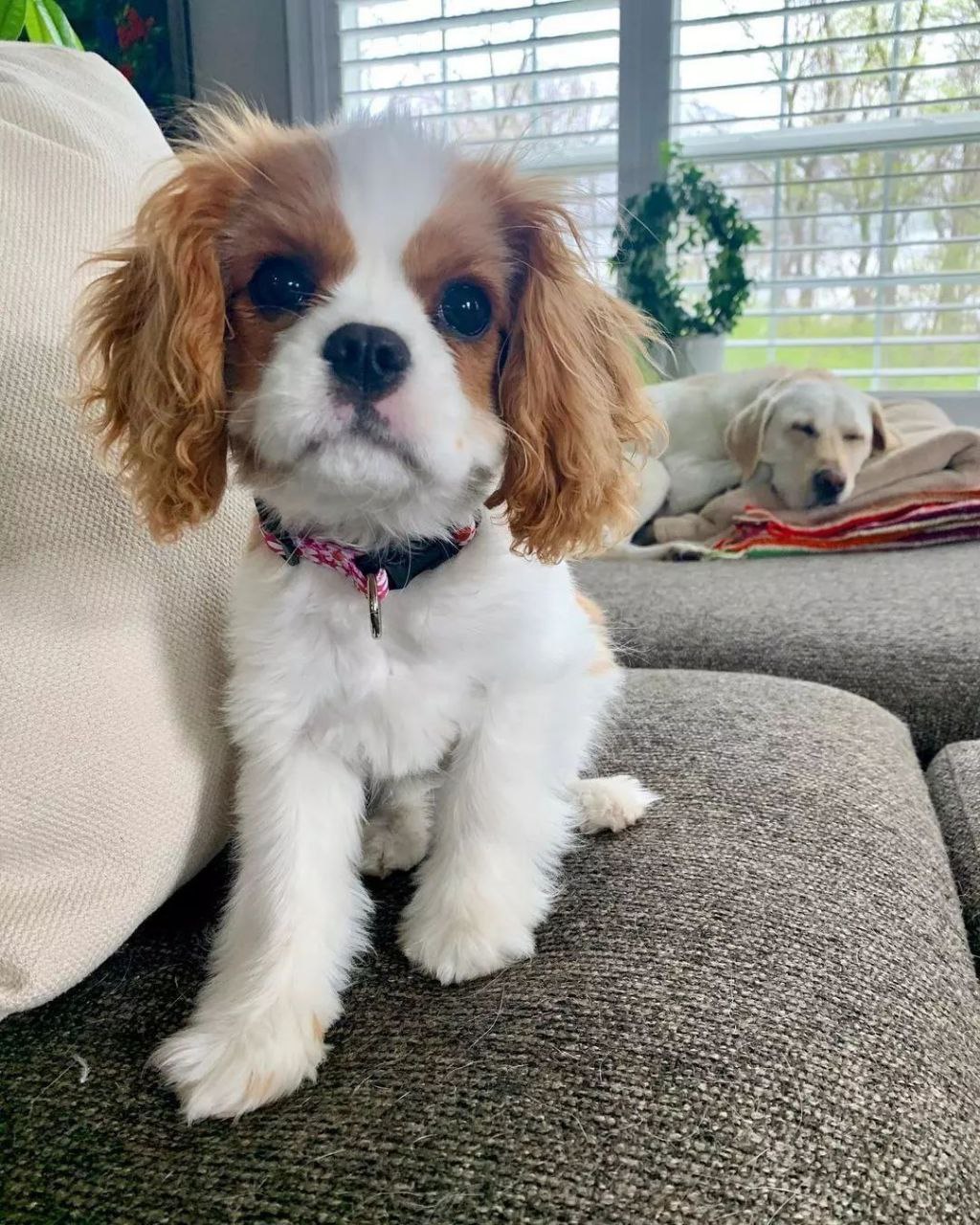 Cavalier King Charles Spaniel puppies