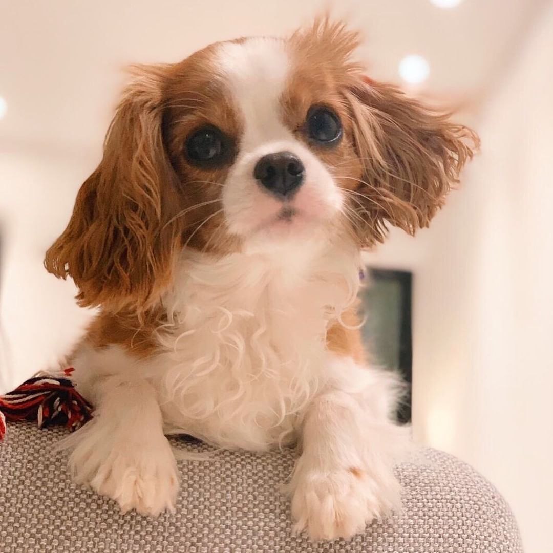 Cavalier King Charles Spaniel puppies  Male & Female.