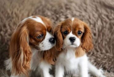 Cavalier King Charles Spaniel puppies