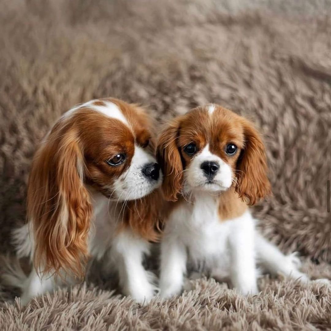 Cavalier King Charles Spaniel puppies