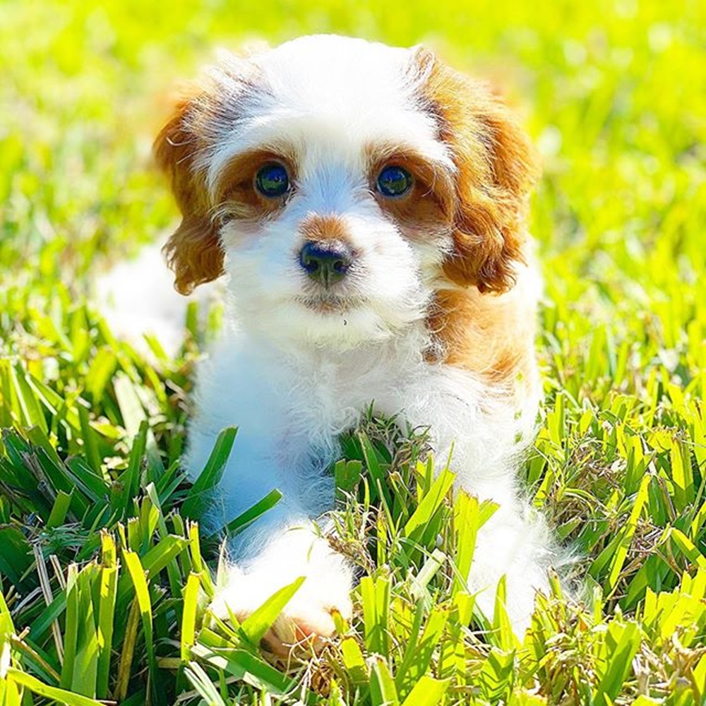 Red & White Cavapoo puppy available