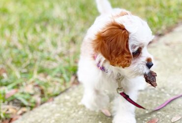 Red & White Cavapoo puppy available
