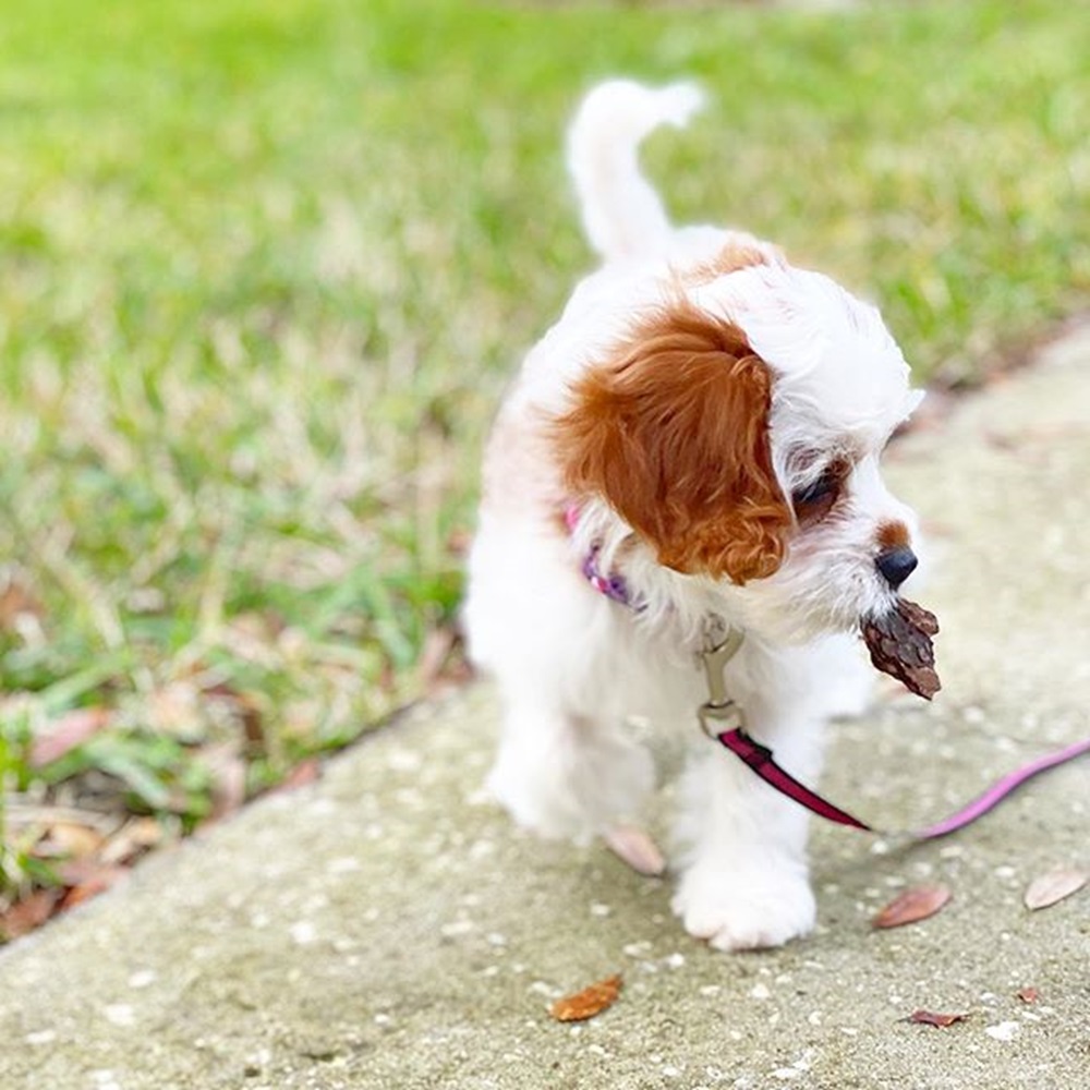 Red & White Cavapoo puppy available