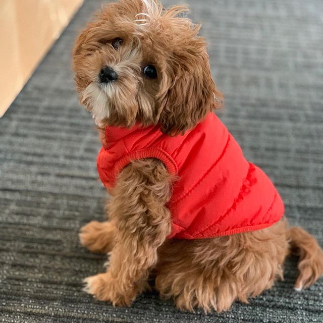 Red & White Cavapoo puppy available