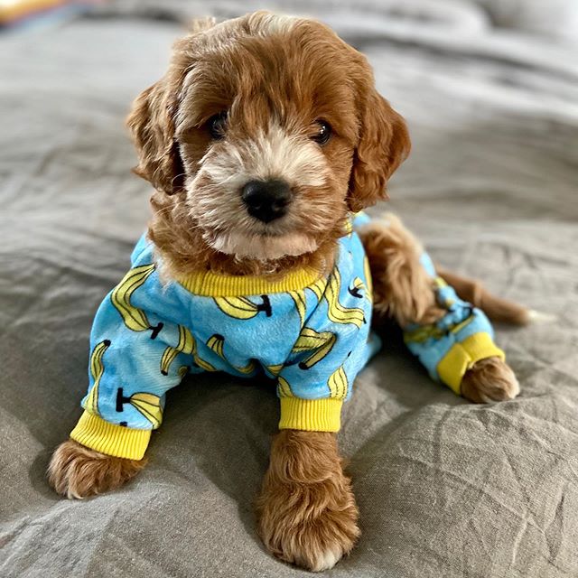 Brown & White Cavapoo puppy