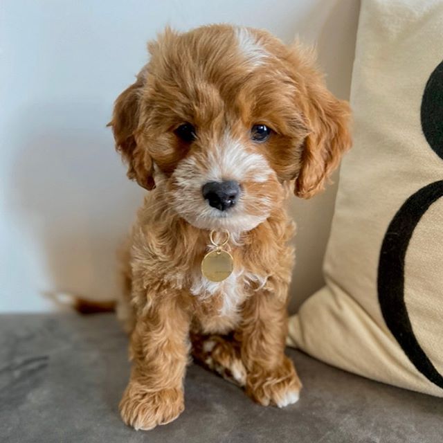 Brown & White Cavapoo puppy