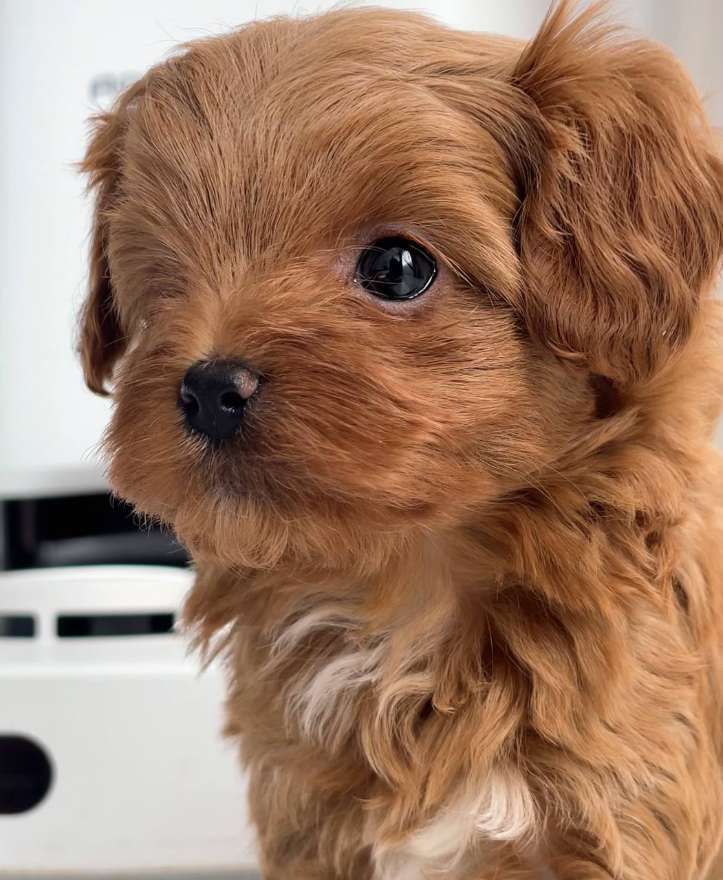 Beautiful Toy poodle puppies males and females available