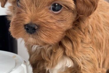 Beautiful Toy poodle puppies males and females available