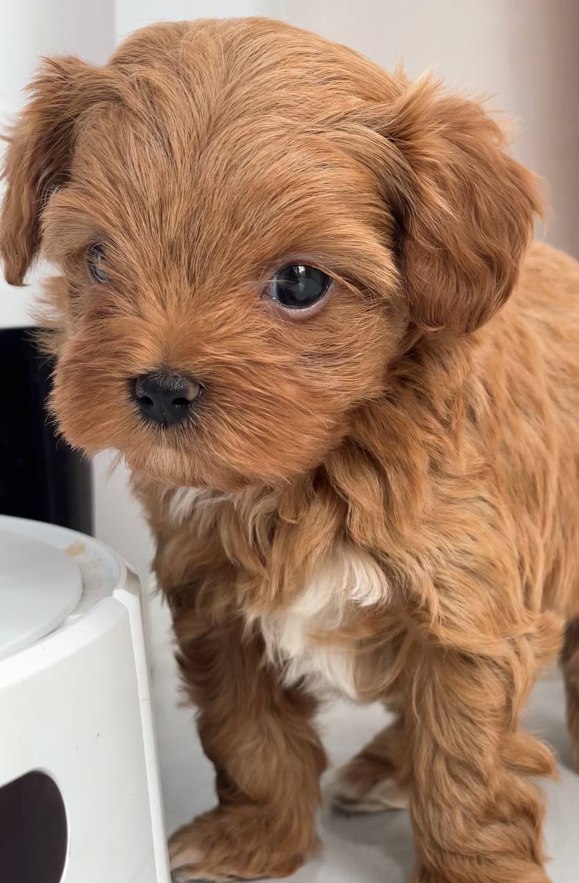 Beautiful Toy poodle puppies males and females available
