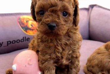 adorable boy toy poodle!