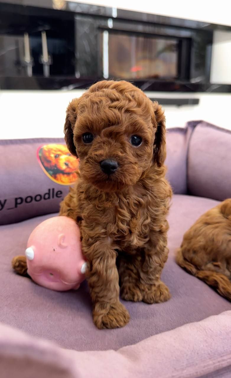 adorable boy toy poodle!