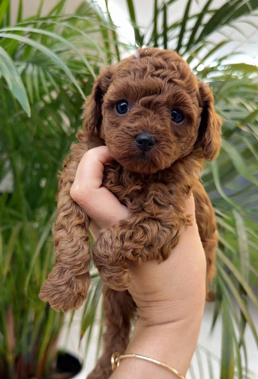 adorable boy toy poodle!