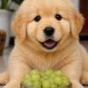 Adopting puppies