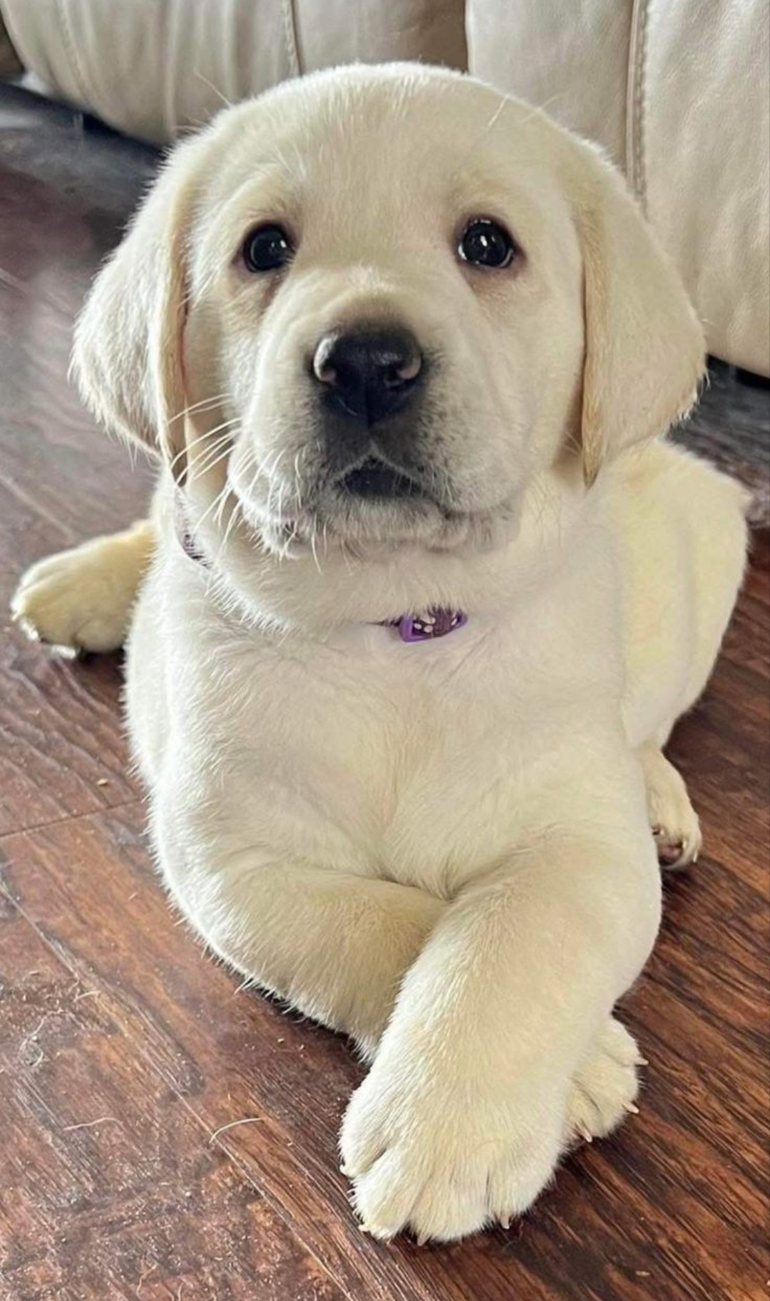 Adopting puppies