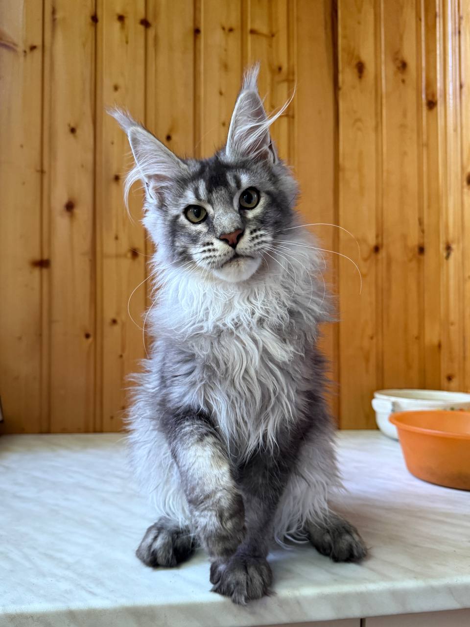 Maine Coon kitten 1 Boy & 1 Girl