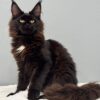 Maine Coon kitten 1 Boy & 1 Girl