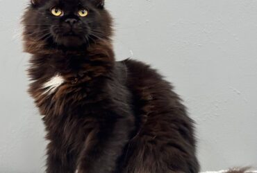 Maine Coon kitten 1 Boy & 1 Girl
