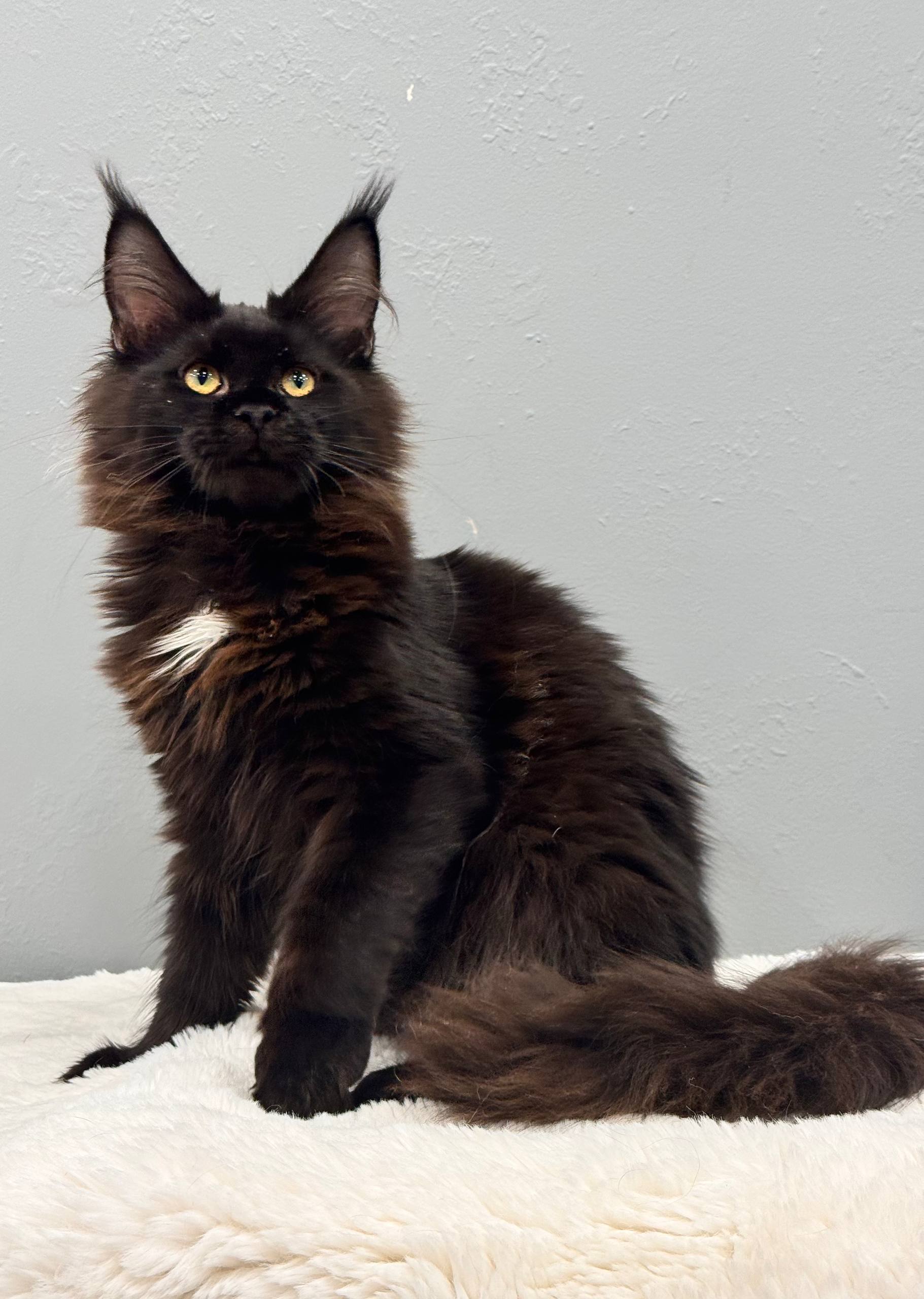 Maine Coon kitten 1 Boy & 1 Girl