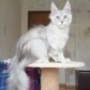 White Maine coon kitten available for rehome