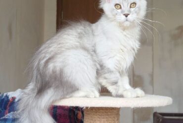 White Maine coon kitten available for rehome