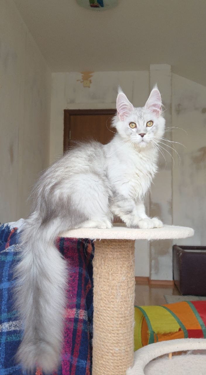 White Maine coon kitten available for rehome