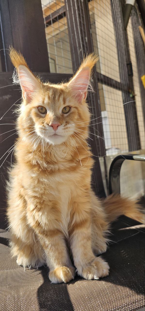 Adorable Maine Coon kitten  1 Boy & 1 Girl
