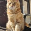 Adorable Maine Coon kitten  1 Boy & 1 Girl