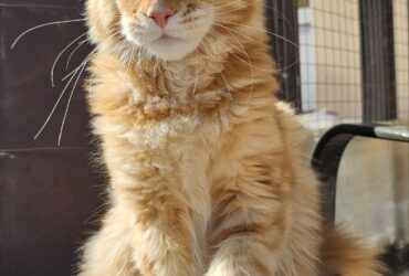 Adorable Maine Coon kitten  1 Boy & 1 Girl