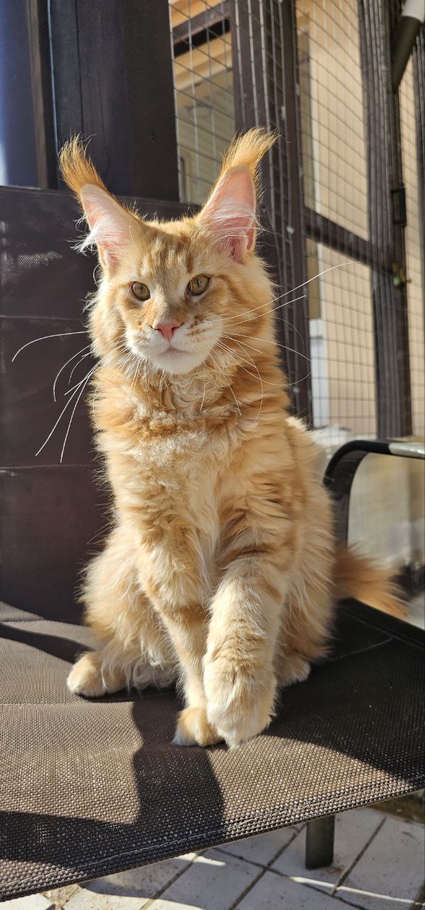Adorable Maine Coon kitten  1 Boy & 1 Girl