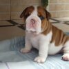 English bulldog puppy available looking for new home