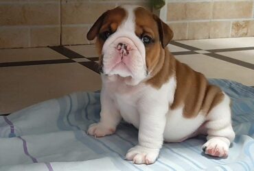 English bulldog puppy available looking for new home