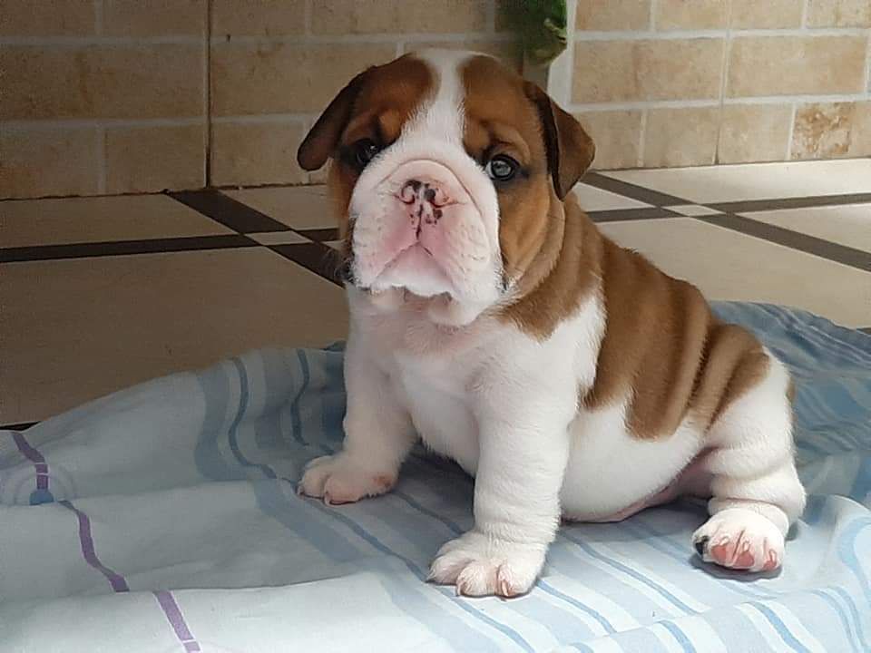 English bulldog puppy available looking for new home