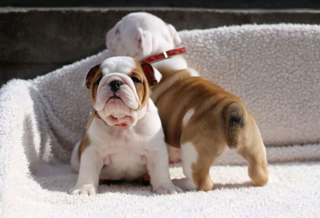 English bulldog puppy available looking for new home