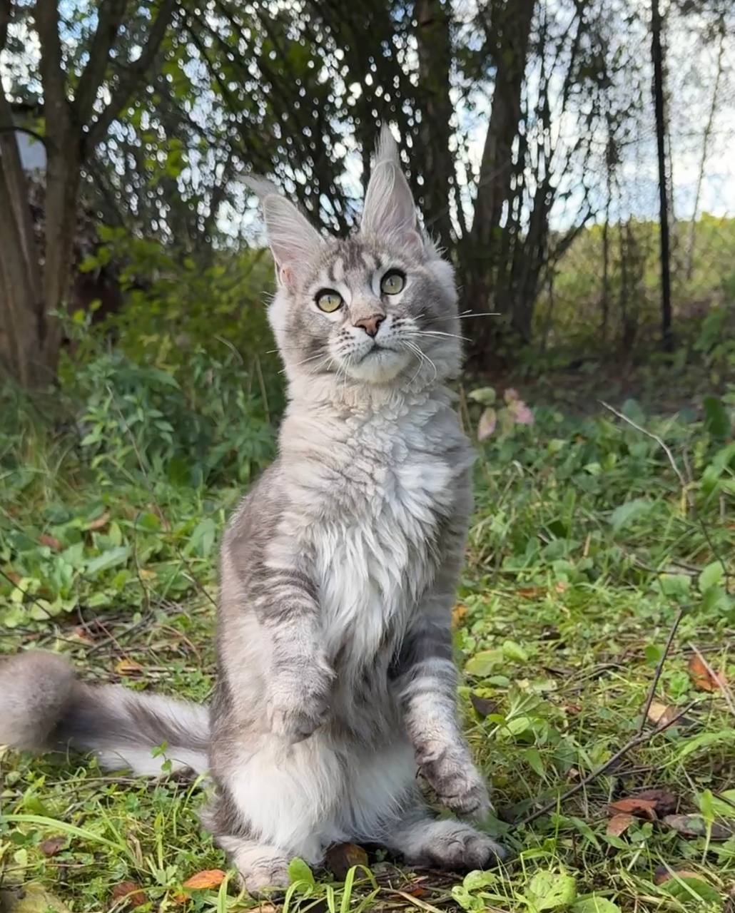 Maine Coon kitten 2 Boy & 2 Girl