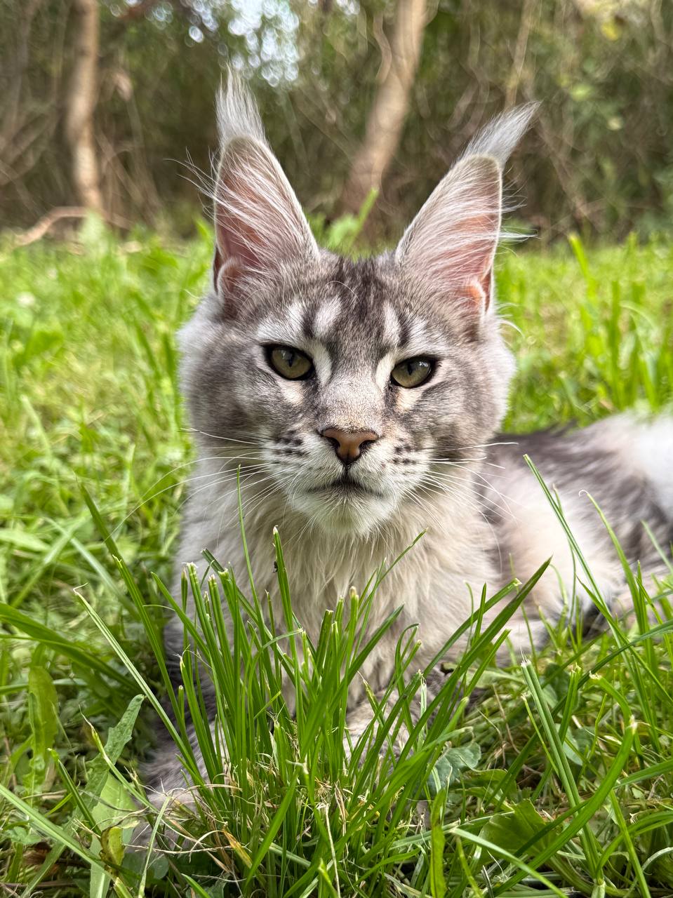Maine Coon kitten 2 Boy & 2 Girl
