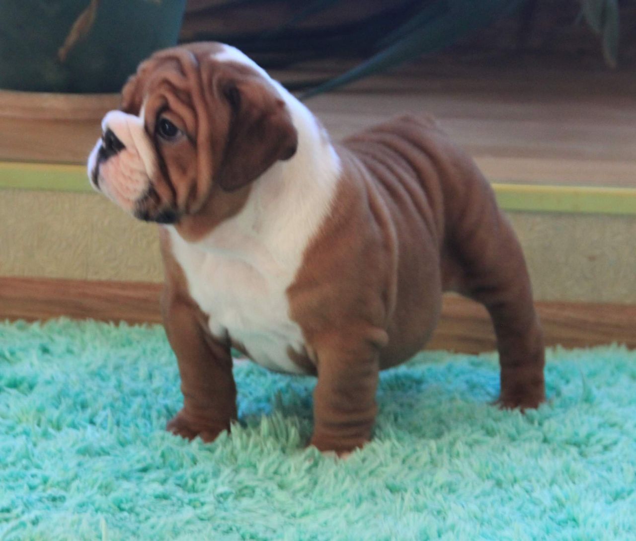 AKC English bulldog puppy Available 2 Female 2 Male