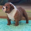 Friendly English Bulldog puppy