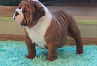 AKC English bulldog puppy Available 2 Female 2 Male