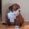 AKC English bulldog puppy Available 2 Female 2 Male