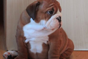 AKC English bulldog puppy Available 2 Female 2 Male